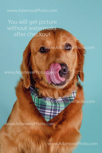 Zeus Studio Portrait #2